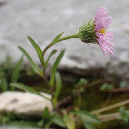 Erigeron glabratus \ Koralpen-Berufkraut / Koralpe Fleabane, Slowenien/Slovenia Loibl-Pass 8.7.2019