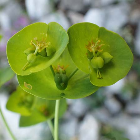 Euphorbia triflora subsp. kerneri \ Kerners Wolfsmilch / Kerner's Spurge, Slowenien/Slovenia Koschuta, Planina Pungrat 6.7.2019