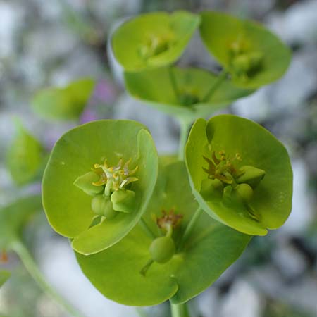 Euphorbia triflora subsp. kerneri / Kerner's Spurge, Slovenia Koschuta, Planina Pungrat 6.7.2019