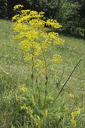 Ferulago campestris \ Knotenbltige Birkwurz, Slowenien Postojna 14.7.2007