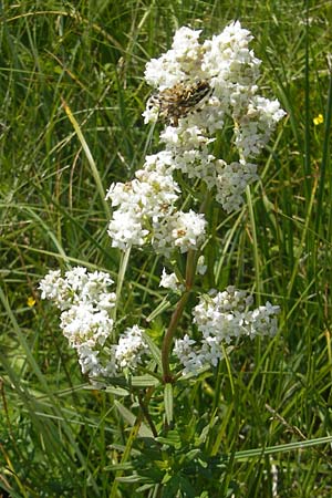 Galium boreale \ Nordisches Labkraut, Slowenien Nova Vas 27.6.2010