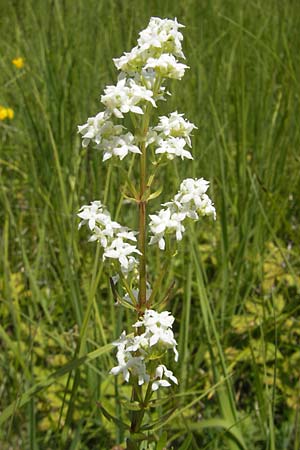 Galium boreale \ Nordisches Labkraut, Slowenien Nova Vas 27.6.2010