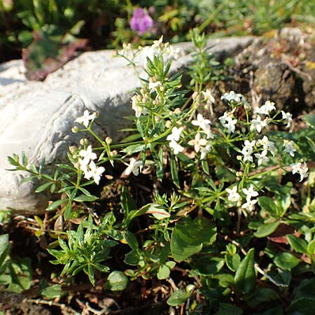 Galium pumilum \ Heide-Labkraut, Zierliches Labkraut / Slender Bedstraw, Slowenien/Slovenia Koschuta, Planina Pungrat 6.7.2019