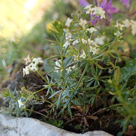 Galium pumilum \ Heide-Labkraut, Zierliches Labkraut, Slowenien Koschuta, Planina Pungrat 6.7.2019