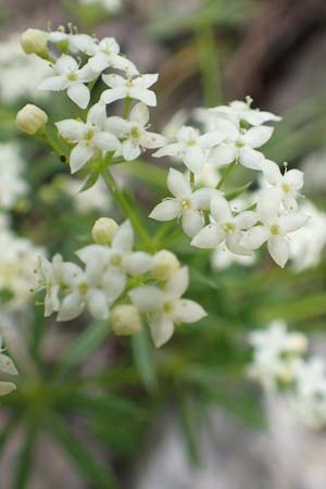 Galium pumilum \ Heide-Labkraut, Zierliches Labkraut, Slowenien Koschuta 7.7.2019