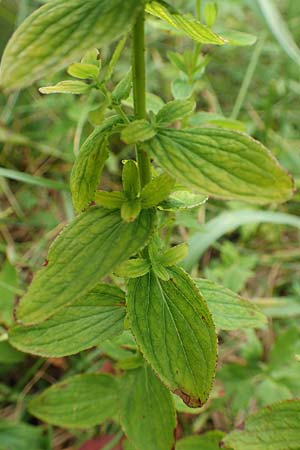 Hypericum maculatum \ Geflecktes Johanniskraut, Slowenien Loibl-Pass 8.7.2019