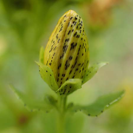 Hypericum maculatum \ Geflecktes Johanniskraut / Imperforate St. John's-Wort, Slowenien/Slovenia Loibl-Pass 8.7.2019