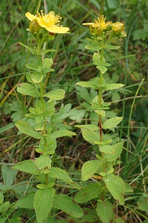 Hypericum maculatum \ Geflecktes Johanniskraut / Imperforate St. John's-Wort, Slowenien/Slovenia Loibl-Pass 8.7.2019