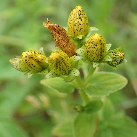 Hypericum maculatum \ Geflecktes Johanniskraut / Imperforate St. John's-Wort, Slowenien/Slovenia Loibl-Pass 8.7.2019