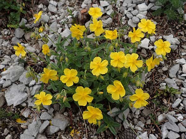 Helianthemum nummularium \ Kleinblttriges Sonnenrschen / Common Rock-Rose, Slowenien/Slovenia Loibl-Pass 8.7.2019