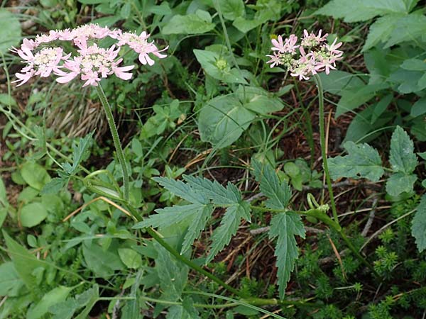 Heracleum austriacum subsp. siifolium \ Merk-Brenklau, Roter sterreich-Brenklau / Red Austrian Hogweed, Slowenien/Slovenia Loibl-Pass 8.7.2019
