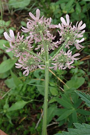 Heracleum austriacum subsp. siifolium \ Merk-Brenklau, Roter sterreich-Brenklau / Red Austrian Hogweed, Slowenien/Slovenia Loibl-Pass 8.7.2019