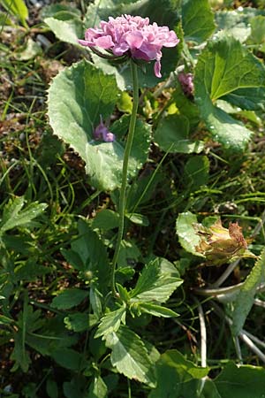 Knautia drymeia subsp. intermedia \ Mittlere Ungarische Witwenblume, Balkan-Witwenblume / Hungarian Widow Flower, Slowenien/Slovenia Loibl-Pass 8.7.2019