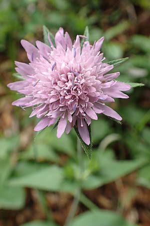 Knautia drymeia subsp. intermedia \ Mittlere Ungarische Witwenblume, Balkan-Witwenblume / Hungarian Widow Flower, Slowenien/Slovenia Loibl-Pass 8.7.2019