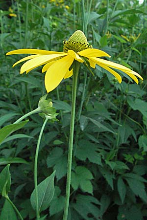 Rudbeckia laciniata \ Schlitzblttriger Sonnenhut, Hoher Sonnenhut / Cutweed Coneflower, Slowenien/Slovenia Drau-Tal / Drava Valley 20.7.2007