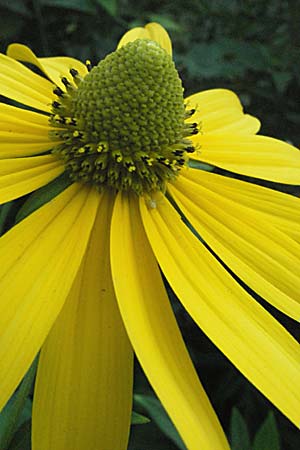 Rudbeckia laciniata \ Schlitzblttriger Sonnenhut, Hoher Sonnenhut / Cutweed Coneflower, Slowenien/Slovenia Drau-Tal / Drava Valley 20.7.2007