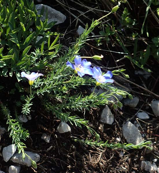 Linum alpinum / Mountain Flax, Slovenia Koschuta 7.7.2019