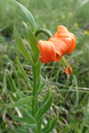 Lilium carniolicum subsp. carniolicum \ Krainer Lilie / Carniolan Lily, Slowenien/Slovenia Koschuta, Planina Pungrat 6.7.2019