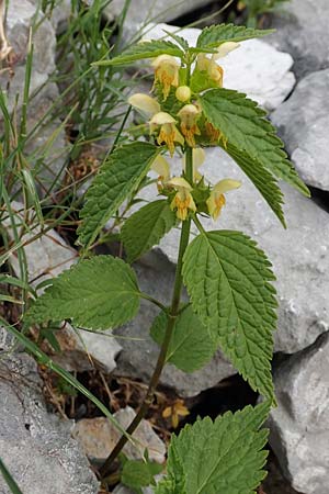 Lamium flavidum \ Blassgelbe Goldnessel / Pale Yellow Archangel, Slowenien/Slovenia Koschuta, Planina Pungrat 6.7.2019