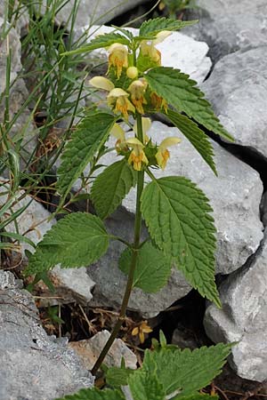 Lamium flavidum \ Blassgelbe Goldnessel / Pale Yellow Archangel, Slowenien/Slovenia Koschuta, Planina Pungrat 6.7.2019