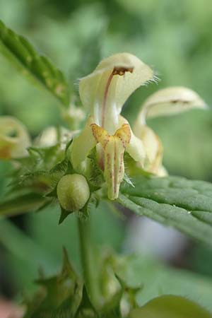 Lamium flavidum \ Blassgelbe Goldnessel / Pale Yellow Archangel, Slowenien/Slovenia Koschuta, Planina Pungrat 6.7.2019