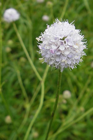 Succisella inflexa \ Eingebogener Moorabbiss, Sumpfabbiss, Slowenien Sajevce 1.8.2011