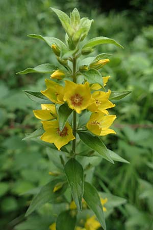 Lysimachia punctata \ Punktierter Gilb-Weiderich, Gold-Felberich / Yellow Loosestrife, Dotted Loosestrife, Slowenien/Slovenia Tric 9.7.2019