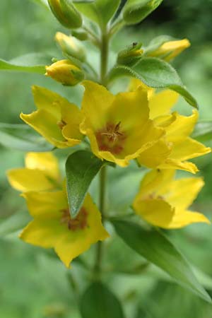 Lysimachia punctata \ Punktierter Gilb-Weiderich, Gold-Felberich / Yellow Loosestrife, Dotted Loosestrife, Slowenien/Slovenia Tric 9.7.2019