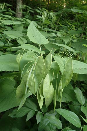 Lunaria rediviva \ Wildes Silberblatt, Wilde Mondviole, Slowenien Tric 5.7.2019