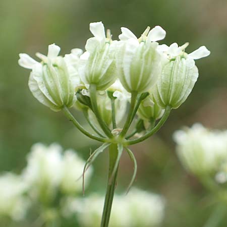 Laserpitium siler \ Berg-Laserkraut, Echter Bergkmmel, Slowenien Koschuta 7.7.2019