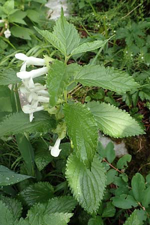 Melittis melissophyllum / Bastard Balm, Slovenia Loibl-Pass 8.7.2019