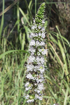 Mentha spicata \ Grne Minze, hrige Minze, Slowenien Postojna 14.7.2007