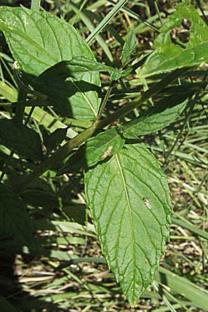 Mentha spicata \ Grne Minze, hrige Minze, Slowenien Postojna 14.7.2007