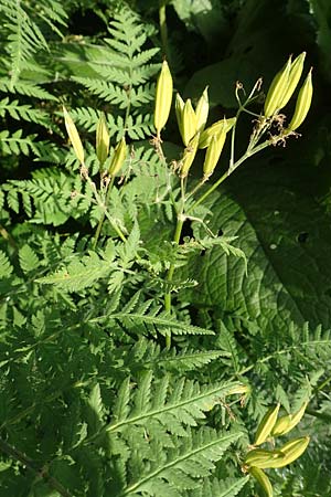 Myrrhis odorata \ Sdolde, Myrrhenkerbel / Sweet Cicely, Slowenien/Slovenia Loibl-Pass 8.7.2019