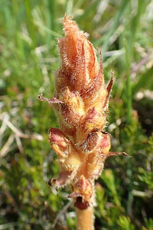 Orobanche gracilis \ Blutrote Sommerwurz / Slender Broomrape, Slowenien/Slovenia Koschuta, Planina Pungrat 6.7.2019