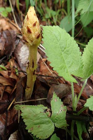 Orobanche salviae \ Salbei-Sommerwurz / Sage Broomrape, Slowenien/Slovenia Medvodje 9.7.2019