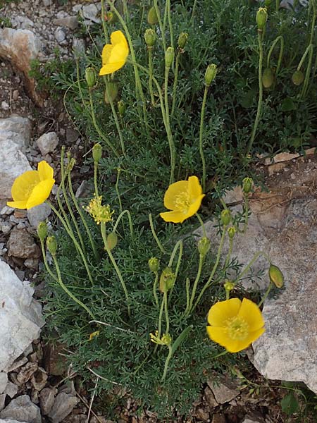 Papaver kerneri \ Kerners Alpen-Mohn / Kerner's Alpine Poppy, Slowenien/Slovenia Koschuta 7.7.2019