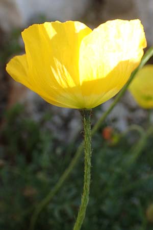 Papaver kerneri \ Kerners Alpen-Mohn / Kerner's Alpine Poppy, Slowenien/Slovenia Koschuta 7.7.2019