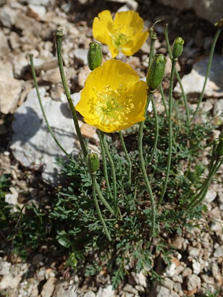 Papaver kerneri \ Kerners Alpen-Mohn / Kerner's Alpine Poppy, Slowenien/Slovenia Koschuta 7.7.2019