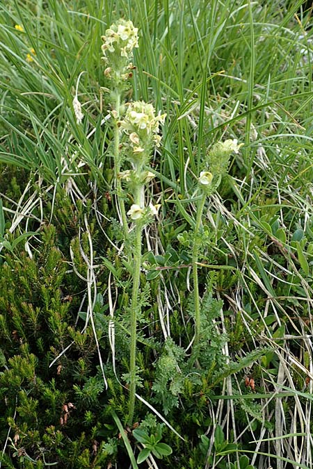 Pedicularis julica \ Julisches Lusekraut / Julian Lousewort, Slowenien/Slovenia Koschuta, Planina Pungrat 6.7.2019