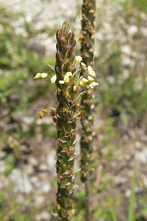 Plantago holosteum / Plantain, Slovenia Postojna 27.6.2010