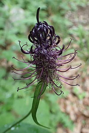 Phyteuma ovatum / Dark Rampion, Slovenia Koschuta 7.7.2019