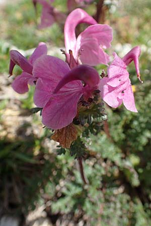 Pedicularis rostratocapitata \ Kopfiges Lusekraut, Geschnbeltes Lusekraut / Beaked Lousewort, Slowenien/Slovenia Koschuta 7.7.2019