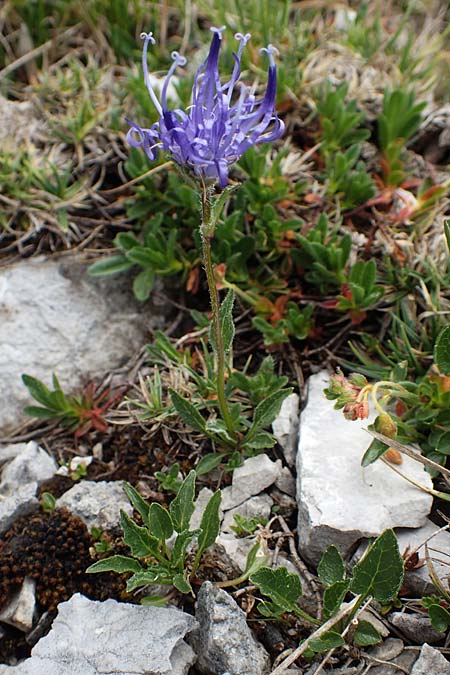 Phyteuma sieberi / Sieber's Rampion, Slovenia Koschuta 7.7.2019