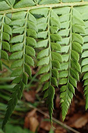 Polystichum aculeatum \ Stacheliger Schildfarn / Hard Shield Fern, Slowenien/Slovenia Tric 9.7.2019