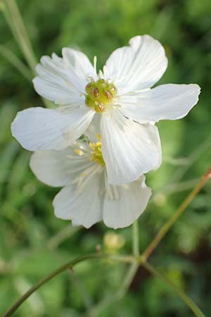 Ranunculus platanifolius \ Platanenblttriger Hahnenfu / Large White Buttercup, Slowenien/Slovenia Loibl-Pass 8.7.2019