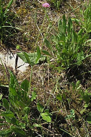 Knautia drymeia subsp. drymeia \ Ungarische Witwenblume, Balkan-Witwenblume, Slowenien Postojna 14.7.2007