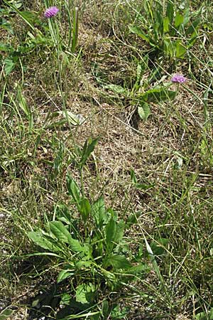 Knautia drymeia subsp. drymeia \ Ungarische Witwenblume, Balkan-Witwenblume / Hungarian Widow Flower, Slowenien/Slovenia Postojna 14.7.2007