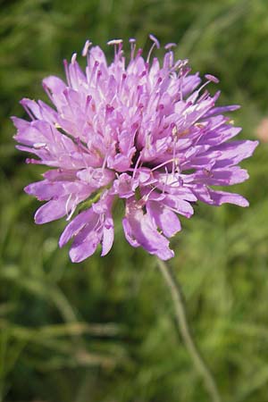 Knautia arvensis \ Acker-Witwenblume, Slowenien Seana 27.6.2010