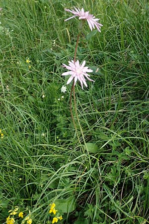 Scorzonera rosea \ Rosenrote Schwarzwurzel, Slowenien Koschuta 7.7.2019